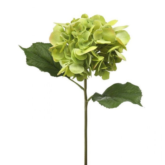 Just Cut Grand Hydrangea