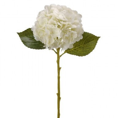 Hydrangea 18.5